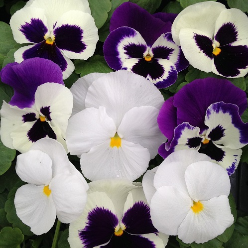 Pansy Seeds 'The Whites' Mixed